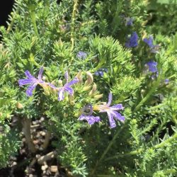 Lechenalutia Violet Rainbow (Lechenalutia)