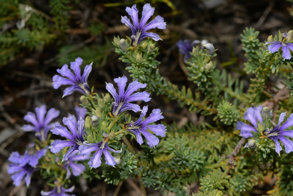 Lechenaultia (Lechenaultia floribunda) - Ladybird Nursery