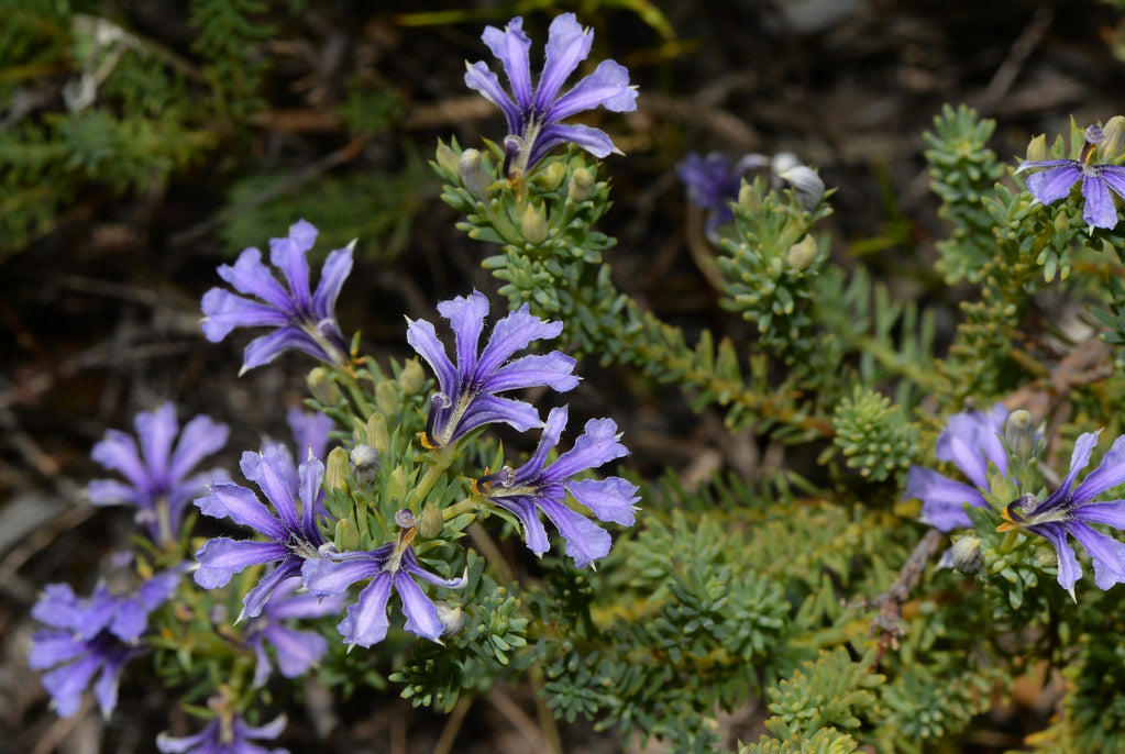 Lechenaultia (Lechenaultia floribunda)