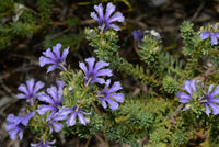 Lechenaultia (Lechenaultia floribunda) - Ladybird Nursery