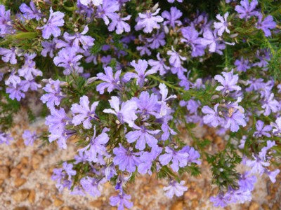 Lechenaultia (Lechenaultia floribunda)