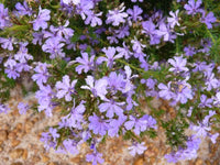 Lechenaultia (Lechenaultia floribunda)