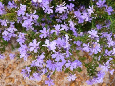 Lechenaultia (Lechenaultia floribunda) - Ladybird Nursery