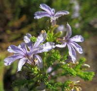 Lechenaultia (Lechenaultia floribunda)