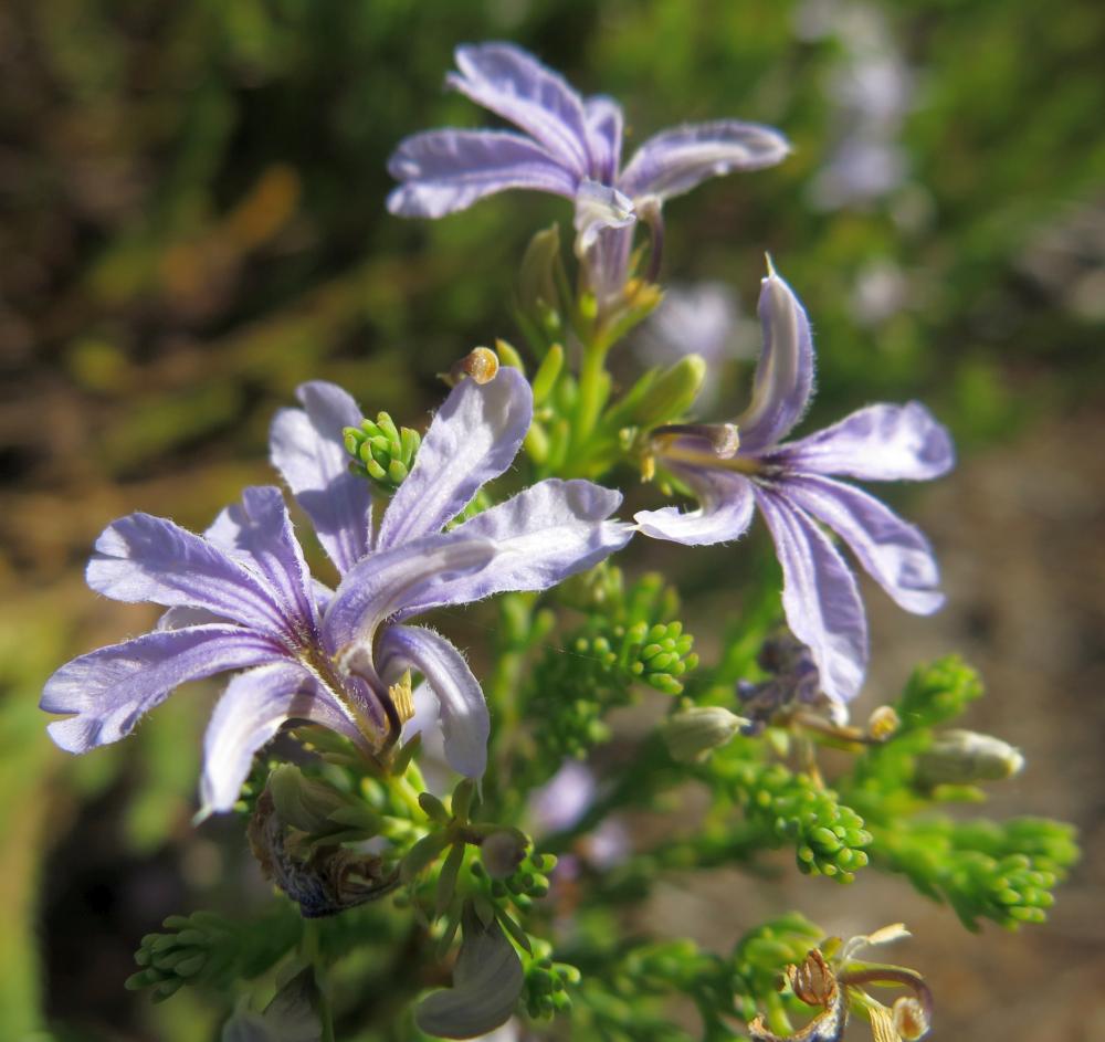 Lechenaultia (Lechenaultia floribunda) - Ladybird Nursery