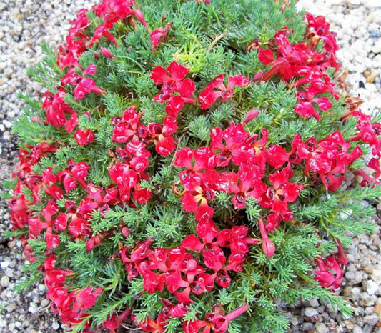 Lechenaultia Prostrate Red (Lechenaultia formosa)