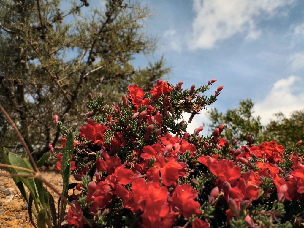 Lechenaultia Prostrate Red (Lechenaultia formosa)