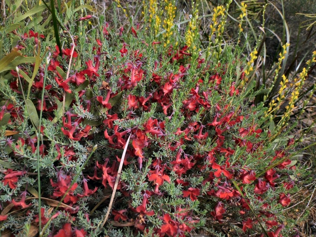 Lechenaultia Prostrate Red (Lechenaultia formosa) - Ladybird Nursery