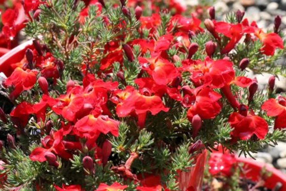 Lechenaultia Prostrate Red (Lechenaultia formosa) - Ladybird Nursery