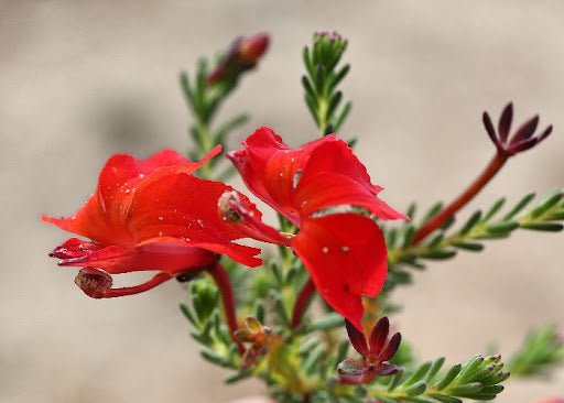 Lechenaultia Prostrate Red (Lechenaultia formosa) - Ladybird Nursery