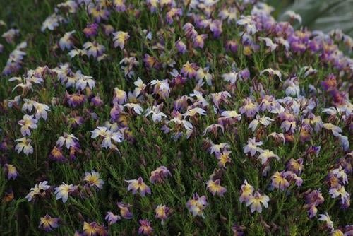 Lechenaultia Rhapsody (Lechenaultia) - Ladybird Nursery