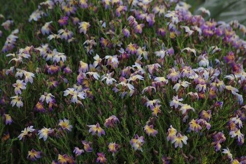 Lechenaultia Rhapsody (Lechenaultia)