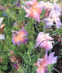 Lechenaultia Rhapsody (Lechenaultia)