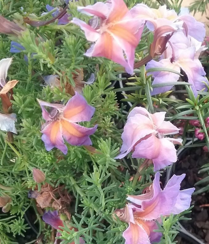 Lechenaultia Rhapsody (Lechenaultia) - Ladybird Nursery