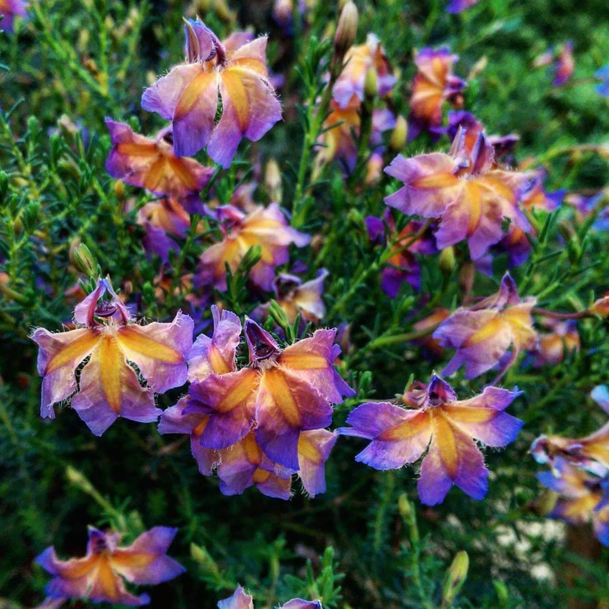 Lechenaultia Rhapsody (Lechenaultia)