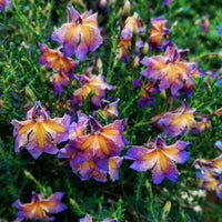 Lechenaultia Rhapsody (Lechenaultia) - Ladybird Nursery