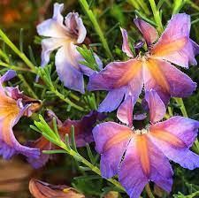 Lechenaultia Rhapsody (Lechenaultia)