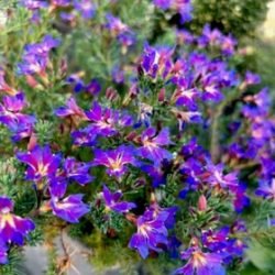 Lechenaultia Rhapsody (Lechenaultia) - Ladybird Nursery