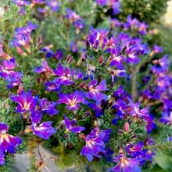 Lechenaultia Rhapsody (Lechenaultia)