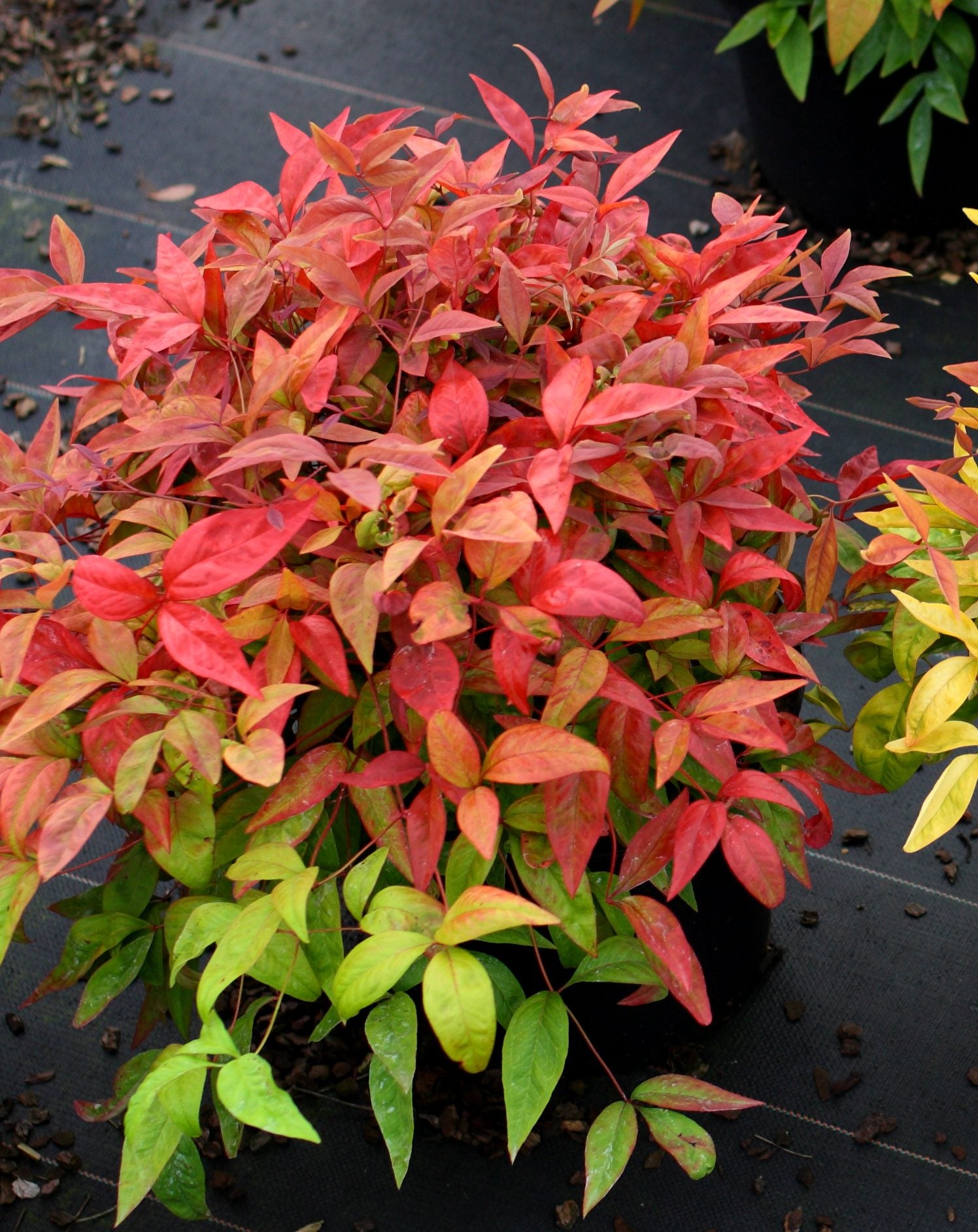 Heavenly Bamboo BLUSH™ (Nandina domestica) - Ladybird Nursery