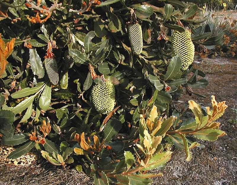Lemann's Banksia (Banksia lemanniana) - Ladybird Nursery
