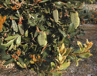 Lemann's Banksia (Banksia lemanniana)