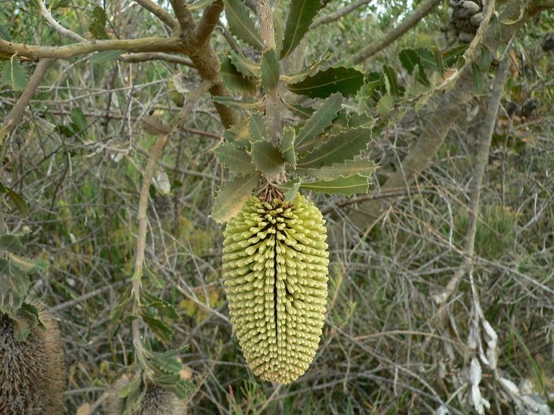 Lemann's Banksia (Banksia lemanniana) - Ladybird Nursery