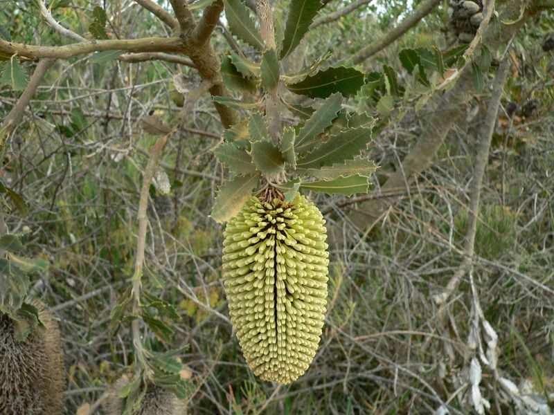 Lemann's Banksia (Banksia lemanniana)