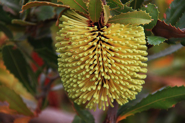 Lemann's Banksia (Banksia lemanniana)