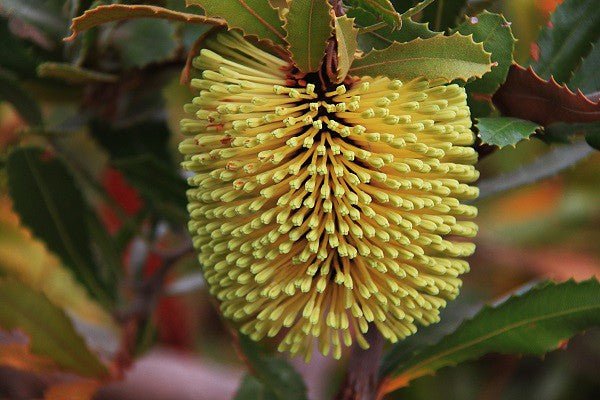 Lemann's Banksia (Banksia lemanniana) - Ladybird Nursery