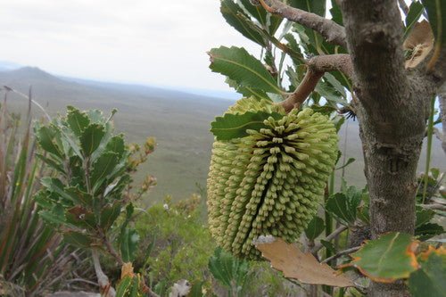 Lemann's Banksia (Banksia lemanniana) - Ladybird Nursery