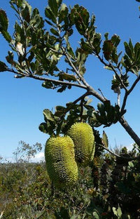 Lemann's Banksia (Banksia lemanniana) - Ladybird Nursery