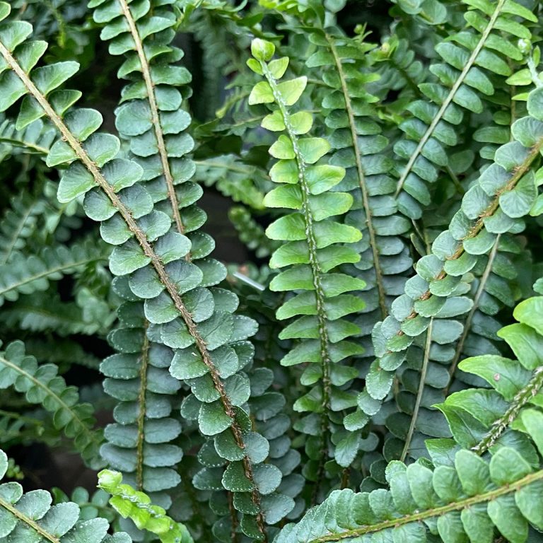 Lemon Button Fern Duffii (Nephrolepis cordifolia)