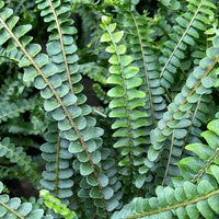 Lemon Button Fern Duffii (Nephrolepis cordifolia)