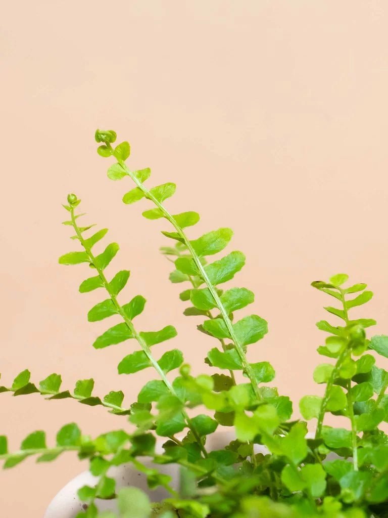 Lemon Button Fern Duffii (Nephrolepis cordifolia) - Ladybird Nursery