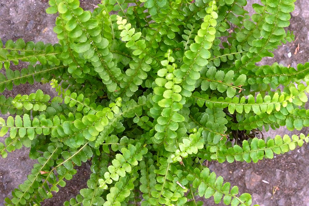 Lemon Button Fern Duffii (Nephrolepis cordifolia) - Ladybird Nursery