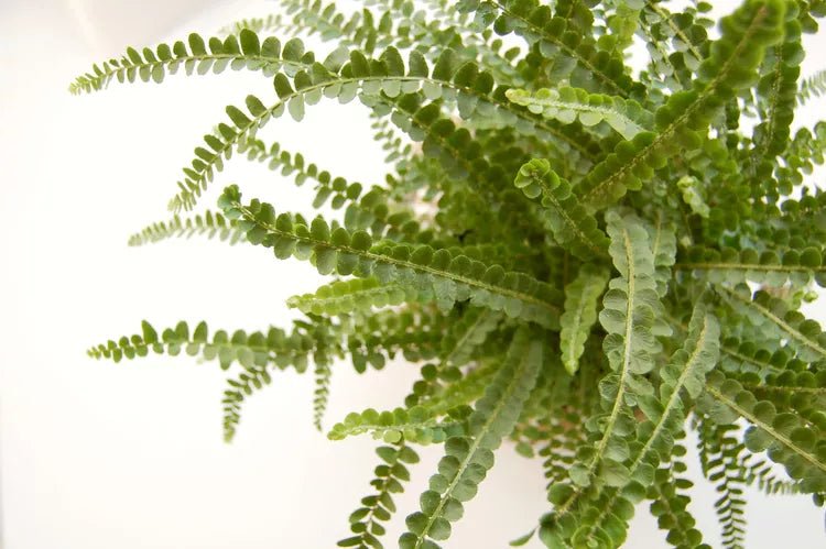 Lemon Button Fern Duffii (Nephrolepis cordifolia) - Ladybird Nursery