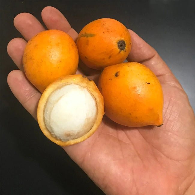 Lemon Drop Mangosteen - Ladybird Nursery