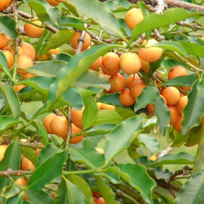 Lemon Drop Mangosteen - Ladybird Nursery