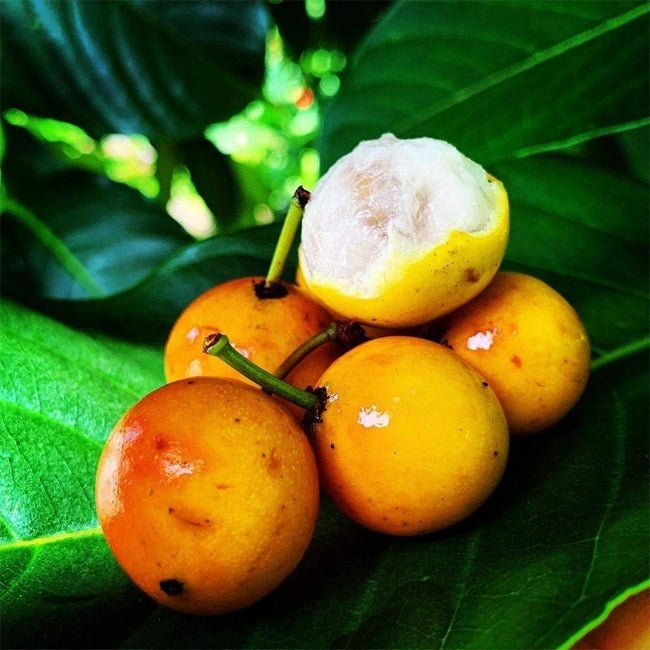 Lemon Drop Mangosteen - Ladybird Nursery