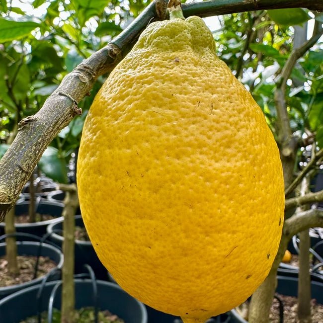 Lemon Fino - Ladybird Nursery