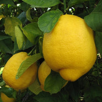 Lemon Fino - Ladybird Nursery