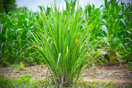 Lemon Grass (Cymbopogon citratus)