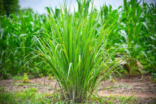 Lemon Grass (Cymbopogon citratus) - Ladybird Nursery