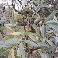 Lemon Ironbark - Ladybird Nursery