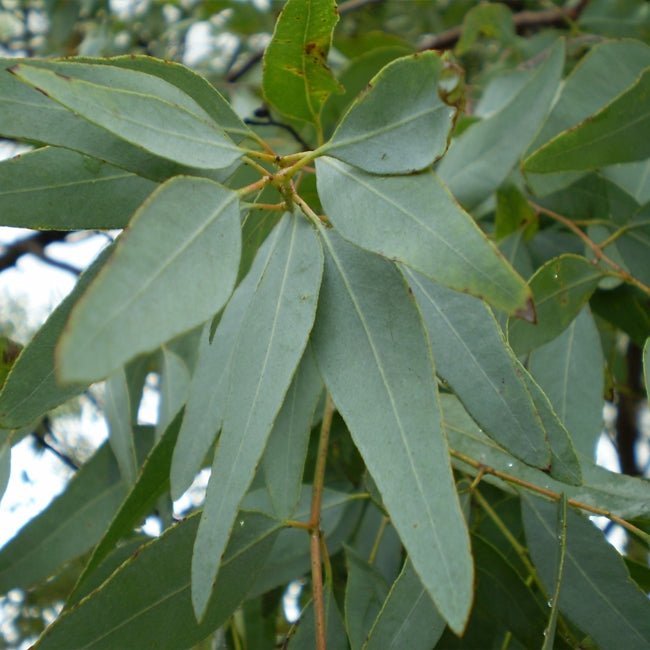 Lemon Ironbark - Ladybird Nursery