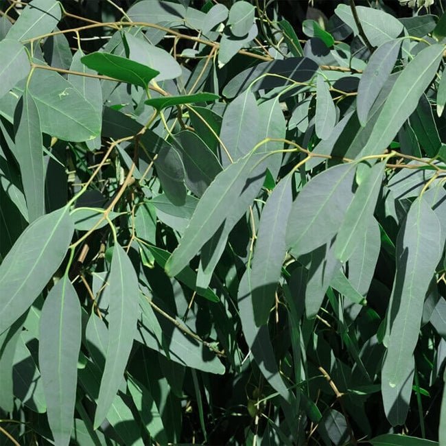 Lemon Ironbark - Ladybird Nursery