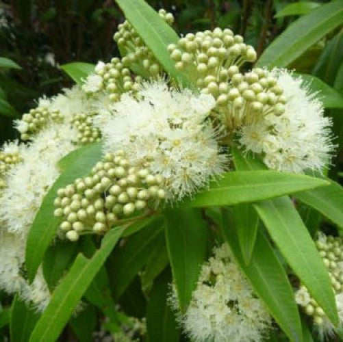Lemon Myrtle (Backhousia citriodora) Large - Ladybird Nursery