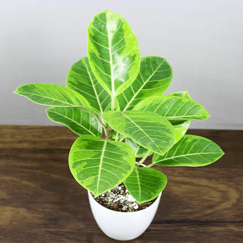 Lemon N Lime Rubber Plant (Ficus elastica) - Ladybird Nursery