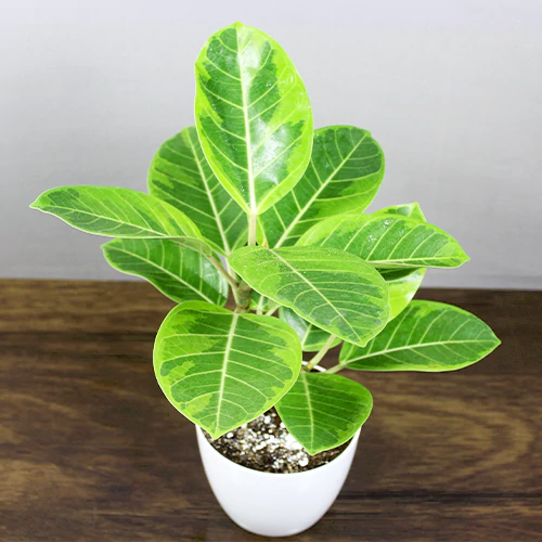 Lemon N Lime Rubber Plant (Ficus elastica)